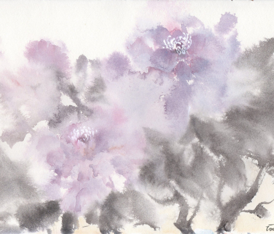 purple peony