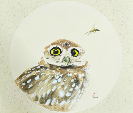 owl - sofia