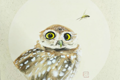 owl - sofia
